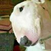 Myfamily-Bull-terrier-IDtag.....................jpg Myfamily Bull terrier IDtag