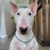 Myfamily-Bull-terrier-IDtag.......................jpeg Myfamily Bull terrier IDtag