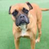 Myfamily-Bullmastiff-IDtag...........jpg Myfamily Bullmastiff IDtag