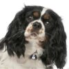 Myfamily-Cavalier-king-charles-IDtag.......................jpeg Myfamily Cavalier king charles IDtag