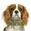Myfamily-Cavalier-king-charles-IDtag.........................jpg Myfamily Cavalier king charles IDtag