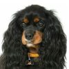 Myfamily-Cavalier-king-charles-IDtag...........................jpg Myfamily Cavalier king charles IDtag