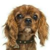 Myfamily-Cavalier-king-charles-IDtag.............................jpg Myfamily Cavalier king charles IDtag