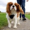 Myfamily-Cavalier-king-charles-IDtag.................................jpg Myfamily Cavalier king charles IDtag