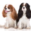 Myfamily-Cavalier-king-charles-IDtag...................................jpg Myfamily Cavalier king charles IDtag