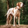 Myfamily-Engelsk-pointer-IDtag.jpg Myfamily Engelsk pointer IDtag