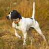 Myfamily-Engelsk-pointer-IDtag...jpg Myfamily Engelsk pointer IDtag