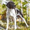 Myfamily-Engelsk-pointer-IDtag.....jpg Myfamily Engelsk pointer IDtag