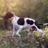 Myfamily-Engelsk-pointer-IDtag.......jpg Myfamily Engelsk pointer IDtag