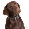 Myfamily-Flat-coated-retriever-IDtag.jpg Myfamily Flat coated retriever IDtag