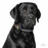 Myfamily-Flat-coated-retriever-IDtag...jpg Myfamily Flat coated retriever IDtag