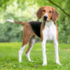 Myfamily-Foxhound...........png Myfamily Foxhound