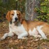 Myfamily-Foxhound.............jpg Myfamily Foxhound