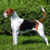 Myfamily-Foxhound...............jpg Myfamily Foxhound