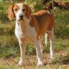 Myfamily-Foxhound.................jpg Myfamily Foxhound