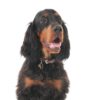Myfamily-Gordon-Setter-IDtag.................jpg Myfamily Gordon Setter IDtag