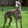Myfamily-Greyhound-IDtag.........jpg Myfamily Greyhound IDtag