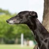 Myfamily-Greyhound-IDtag...........jpg Myfamily Greyhound IDtag