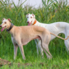 Myfamily-Greyhound-IDtag.............png Myfamily Greyhound IDtag