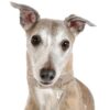 Myfamily-Greyhound-IDtag.................jpg Myfamily Greyhound IDtag