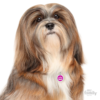 Myfamily-Lhasa-apso-IDtag.......png Myfamily Lhasa apso IDtag