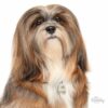 Myfamily-Lhasa-apso-IDtag.........jpg Myfamily Lhasa apso IDtag