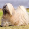 Myfamily-Lhasa-apso-IDtag.............jpg Myfamily Lhasa apso IDtag