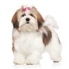 Myfamily-Lhasa-apso-IDtag...............jpg Myfamily Lhasa apso IDtag