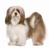 Myfamily-Lhasa-apso-IDtag.................jpeg Myfamily Lhasa apso IDtag