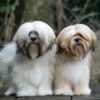 Myfamily-Lhasa-apso-IDtag...................jpg Myfamily Lhasa apso IDtag