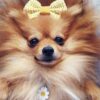 Myfamily-Pomeranian-IDtag.......jpg Myfamily Pomeranian IDtag