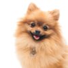 Myfamily-Pomeranian-IDtag.........jpg Myfamily Pomeranian IDtag