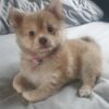 Myfamily-Pomeranian-IDtag.............jpg Myfamily Pomeranian IDtag
