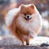 Myfamily-Pomeranian-IDtag...................jpg Myfamily Pomeranian IDtag