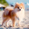 Myfamily-Pomeranian-IDtag.....................jpg Myfamily Pomeranian IDtag