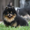 Myfamily-Pomeranian-IDtag.......................png Myfamily Pomeranian IDtag