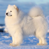 Myfamily-Samojedhund-IDtag.png Myfamily Samojedhund IDtag