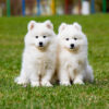 White Samoyed Puppy Dog Myfamily Samojedhund IDtag