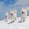 Myfamily-Samojedhund-IDtag.....jpg Myfamily Samojedhund IDtag