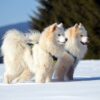 Myfamily-Samojedhund-IDtag.......jpg Myfamily Samojedhund IDtag