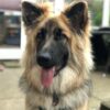 Myfamily-Schaeferhund-IDtag..-2.jpg Myfamily Schæferhund IDtag