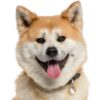 Myfamily-Shiba...jpeg Myfamily Shiba