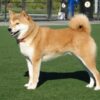 Myfamily-Shiba...........jpg Myfamily Shiba