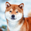 Myfamily-Shiba...............png Myfamily Shiba