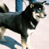 Myfamily-Shiba.................jpg Myfamily Shiba