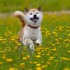 Myfamily-Shiba...................jpg Myfamily Shiba