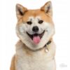 Myfamily-Shiba...........................jpg Myfamily Shiba
