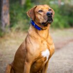 Myfamily-Rhodesian-ridgeback-2.jpg Myfamily Rhodesian ridgeback