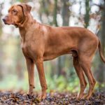 Myfamily-Rhodesian-ridgeback-3.jpg Myfamily Rhodesian ridgeback
