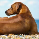 Myfamily-Rhodesian-ridgeback-4.jpg Myfamily Rhodesian ridgeback